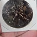 Heavy Patina 2008 Silver $1 Dollar Eagle Coin Proof